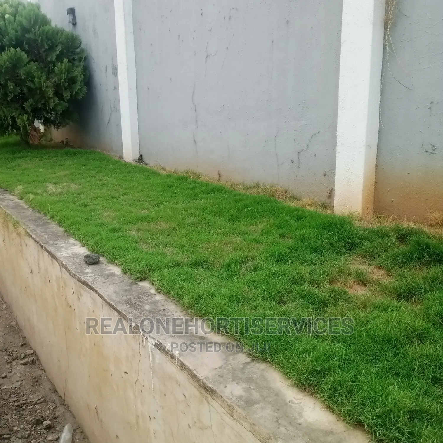 Carpet Grass For Lawn