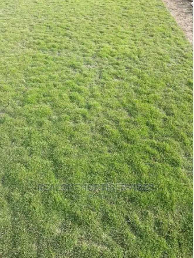 Carpet Grass For Lawn