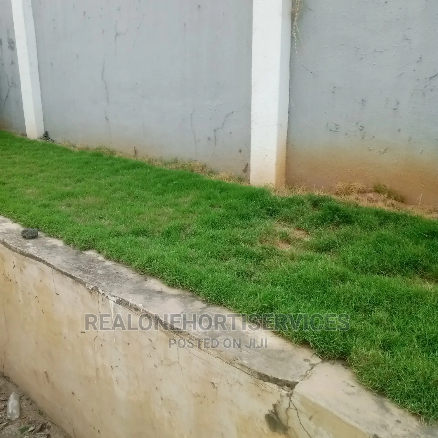Carpet Grass For Lawn