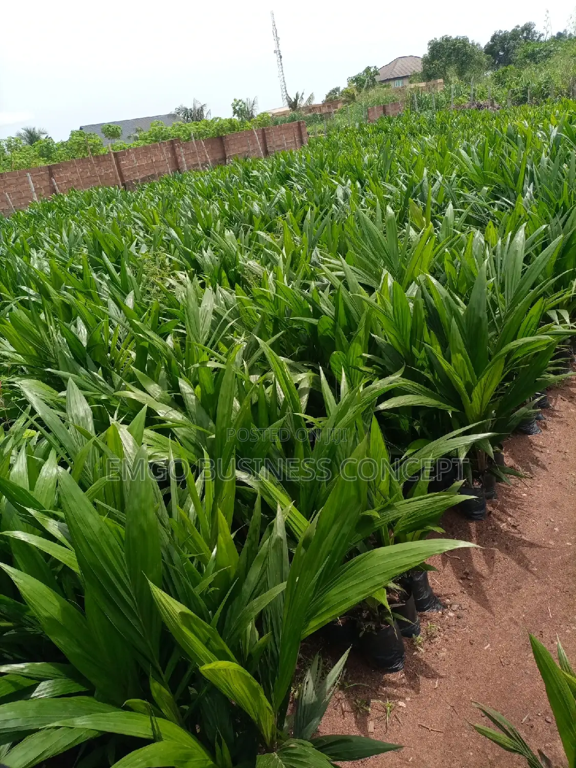 Tenera Hybrid Seedlings
