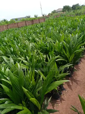 Tenera Hybrid Seedlings