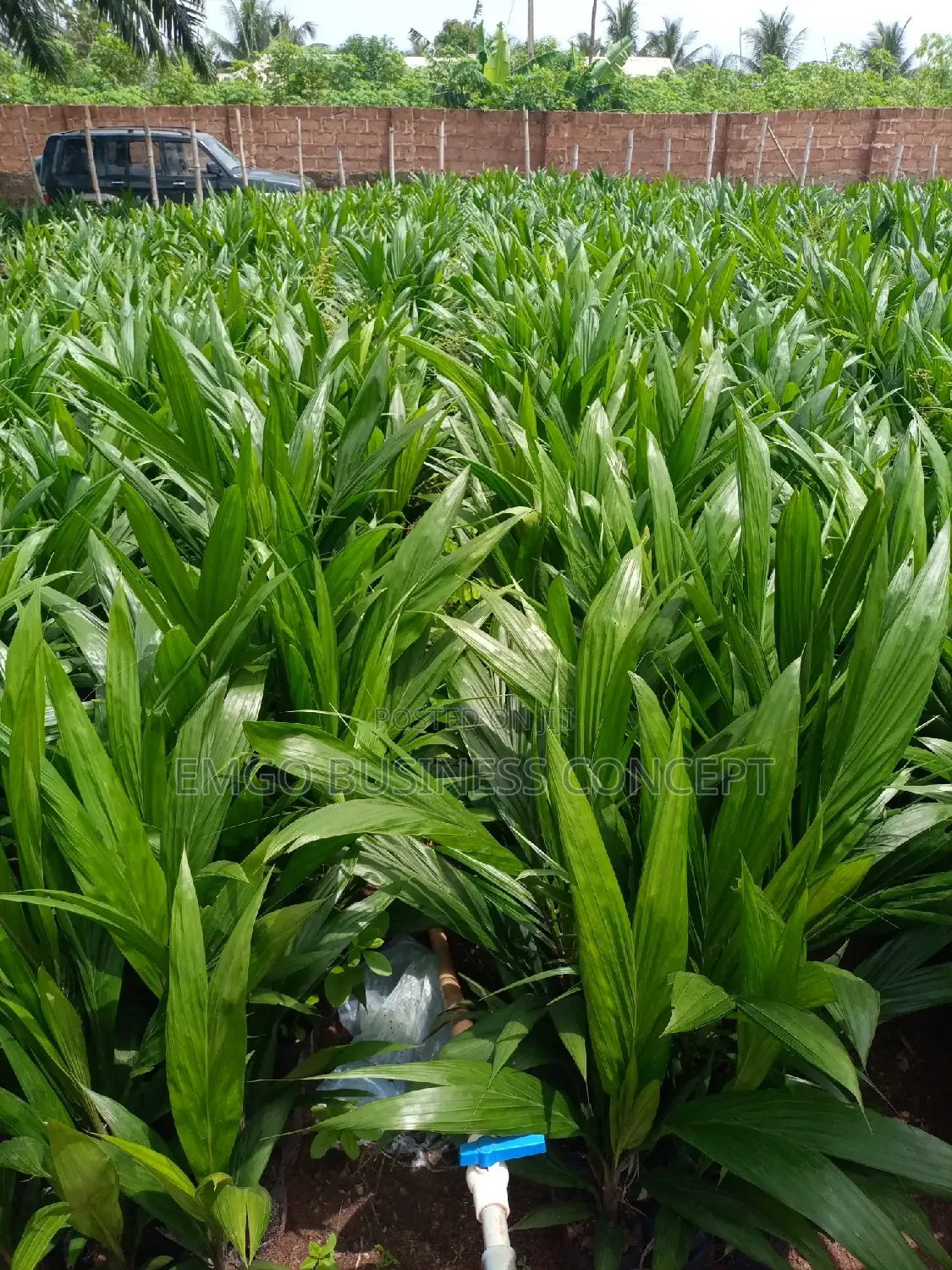 Tenera Hybrid Seedlings