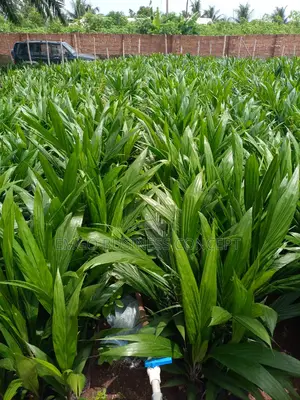 Tenera Hybrid Seedlings