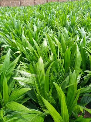 Hybrid Tenera Seedlings
