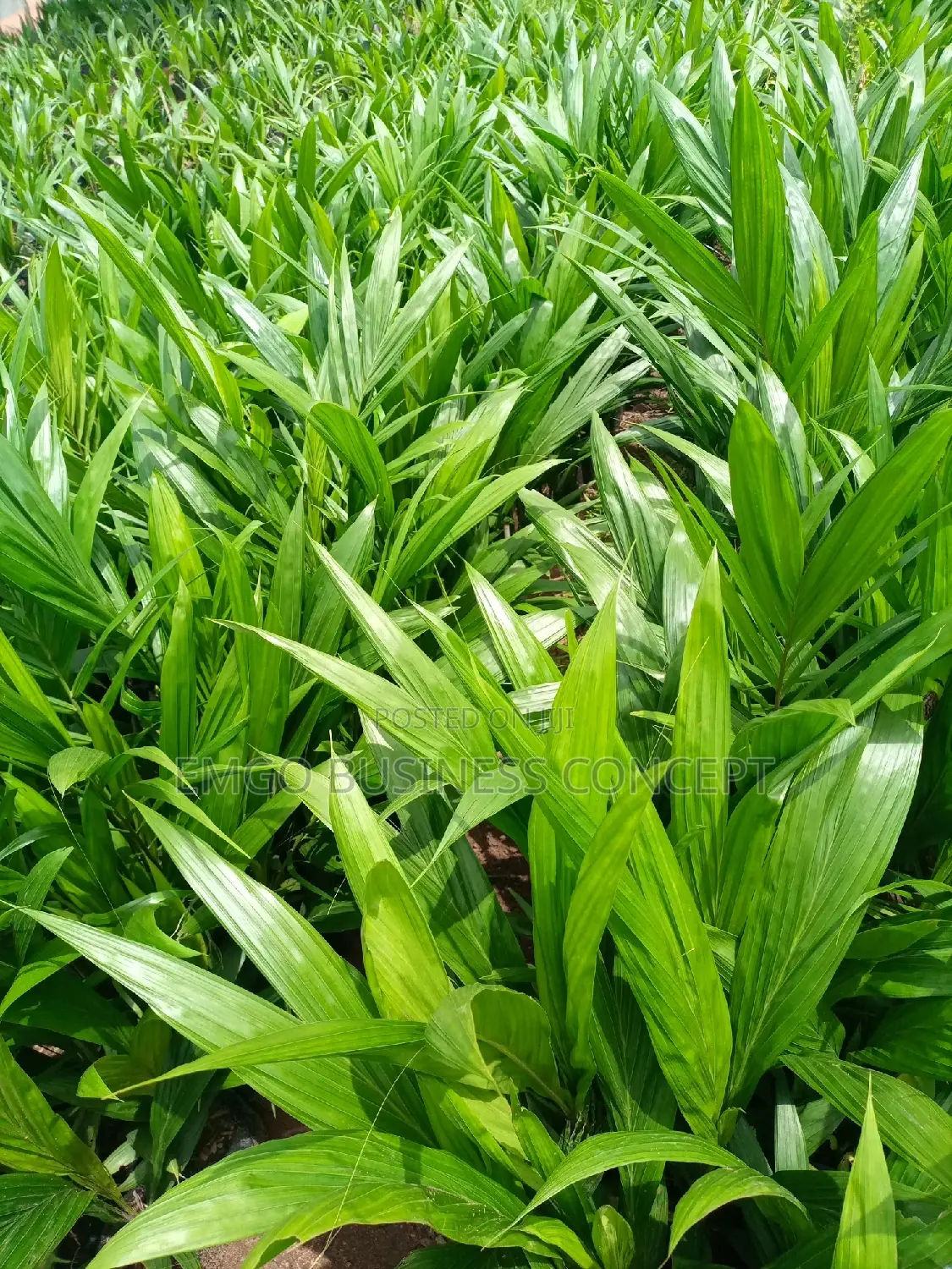 Hybrid Tenera Seedlings