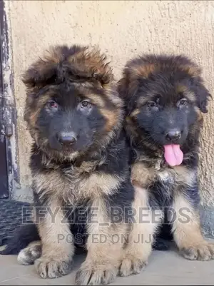 1-3 months Female Purebred German Shepherd