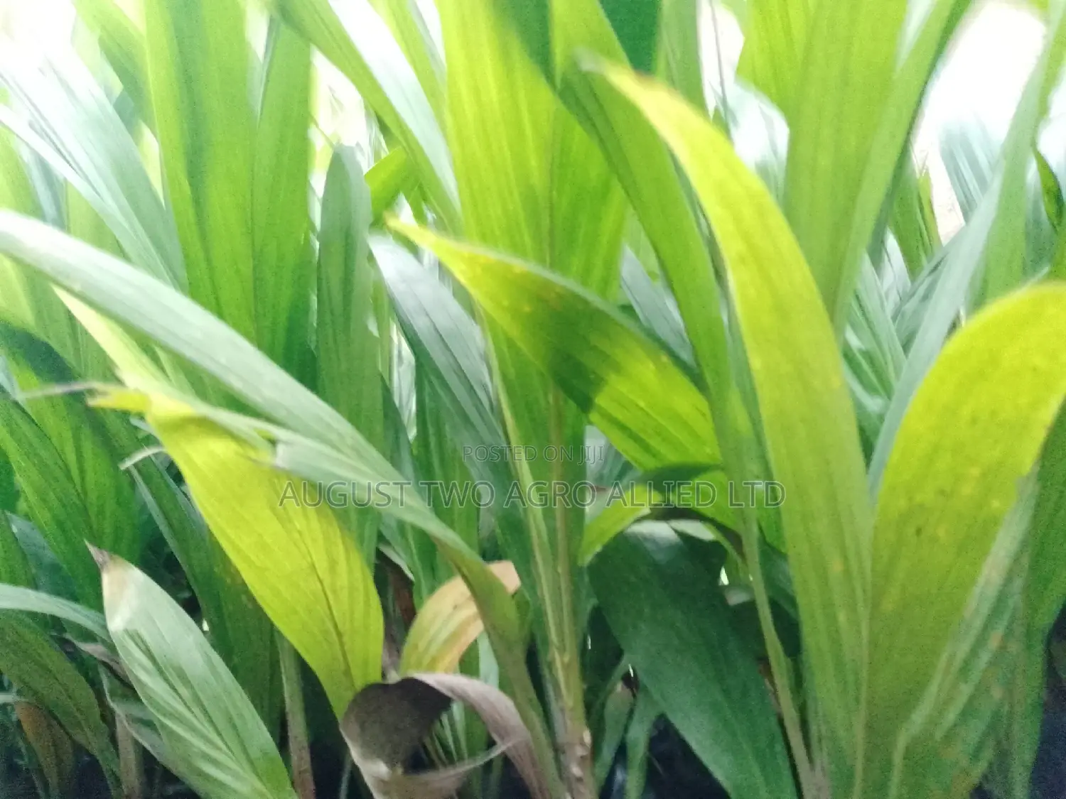 Hybrid Dwarf Tenera Oil Palm