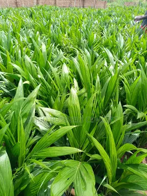 Supergene Hybrid Seedlings