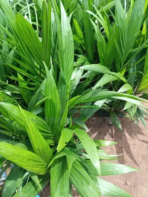 Tenera Hybrid Specie Oil Palm Seedling