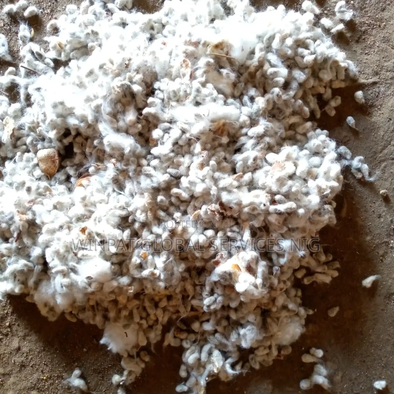 Cotton Seeds