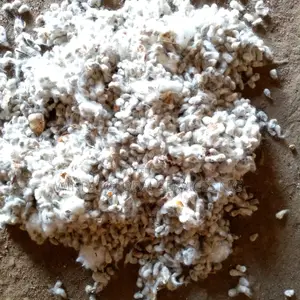 Cotton Seeds