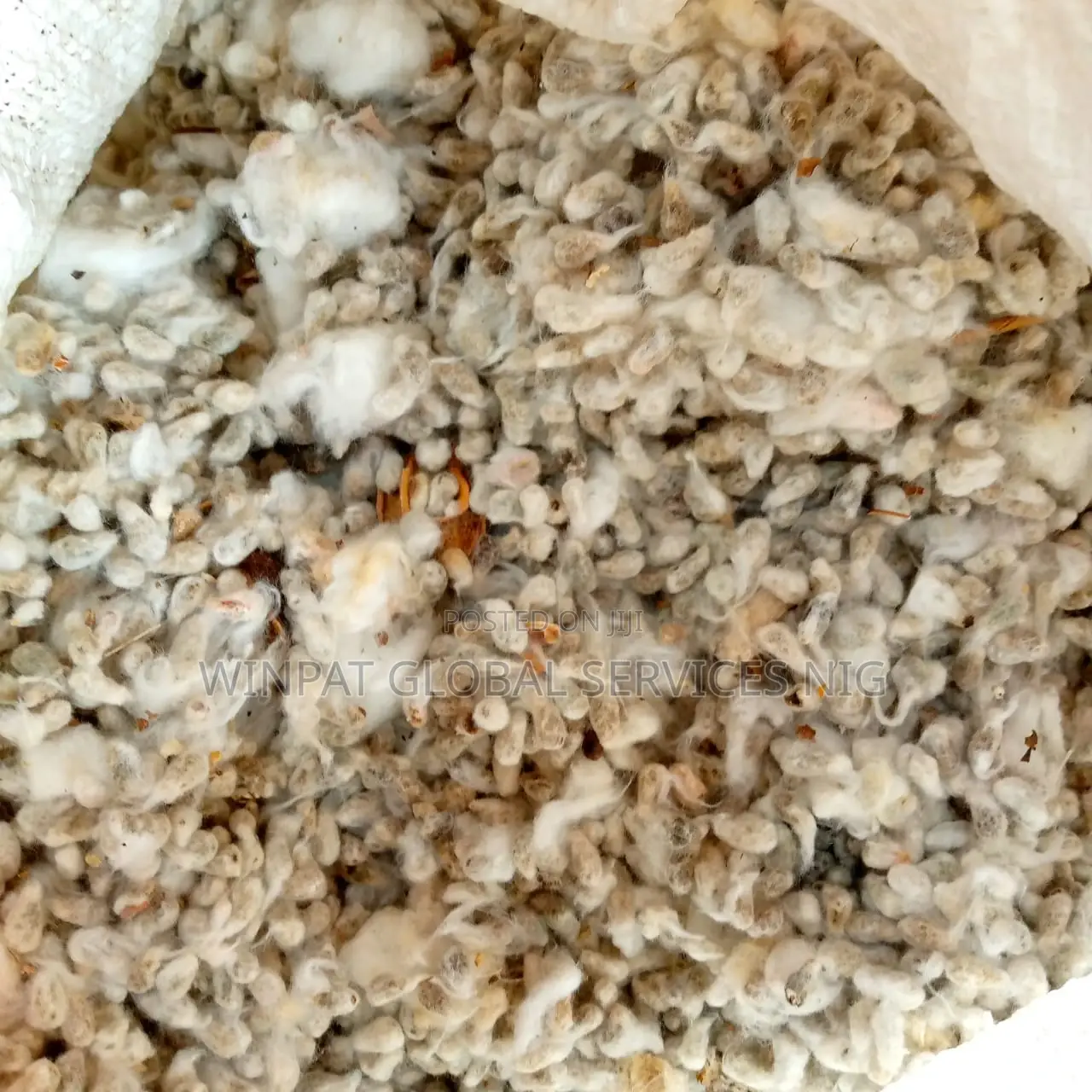 Cotton Seeds