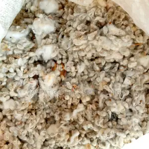 Cotton Seeds