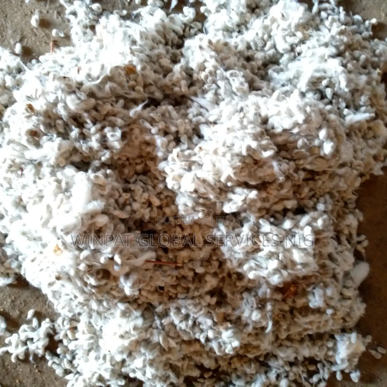 Cotton Seeds