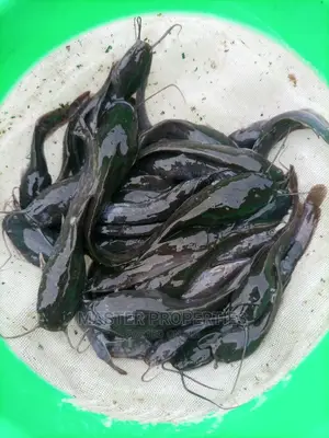 Fish Juveniles For Sale