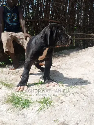 1-3 months Male Purebred Cane Corso