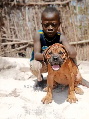 3-6 months Male Purebred Boerboel