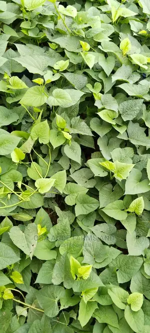 Sweet Potato Vines (25/50kg Sacks)