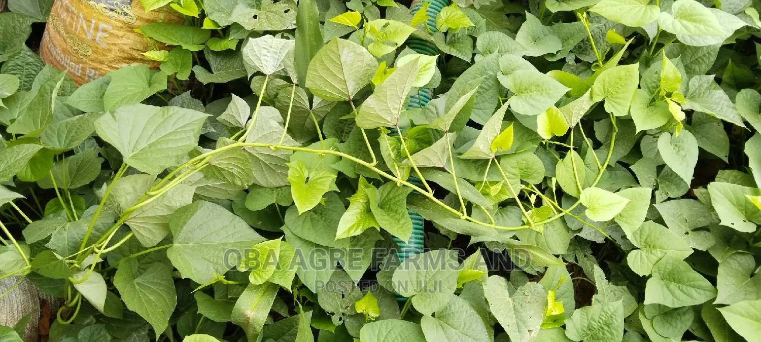 Sweet Potato Vines (25/50kg Sacks)