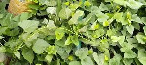 Sweet Potato Vines (25/50kg Sacks)