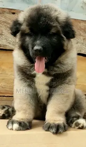 1-3 months Male Purebred Caucasian Shepherd