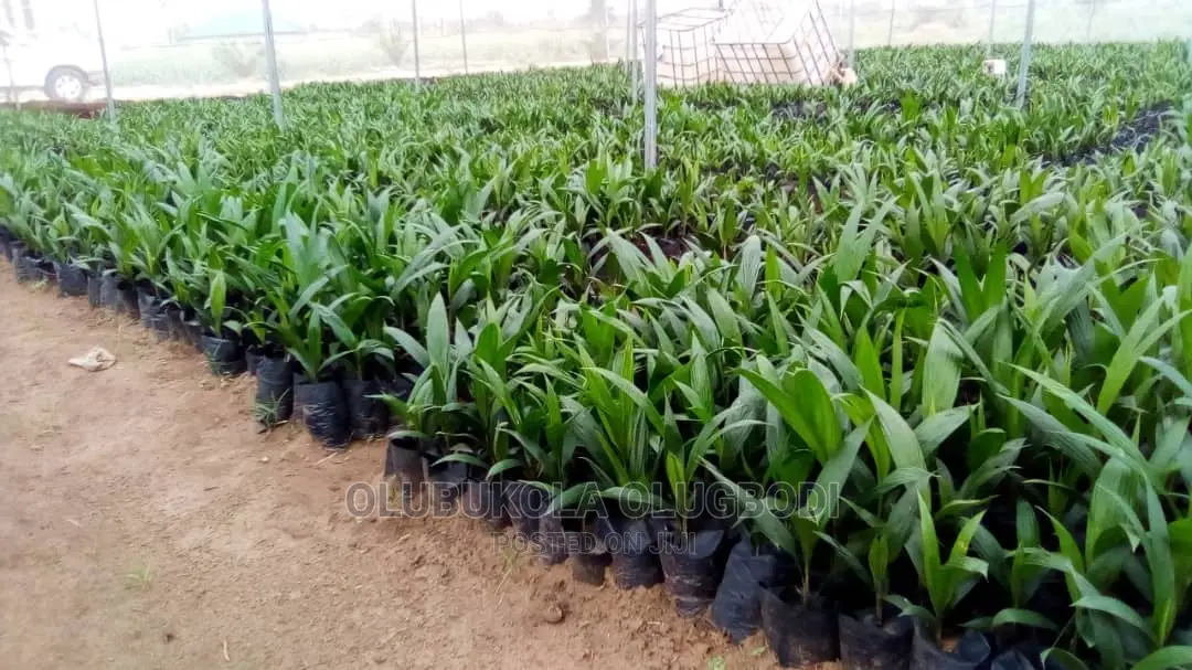 Tenera Oilpalm Seedlings