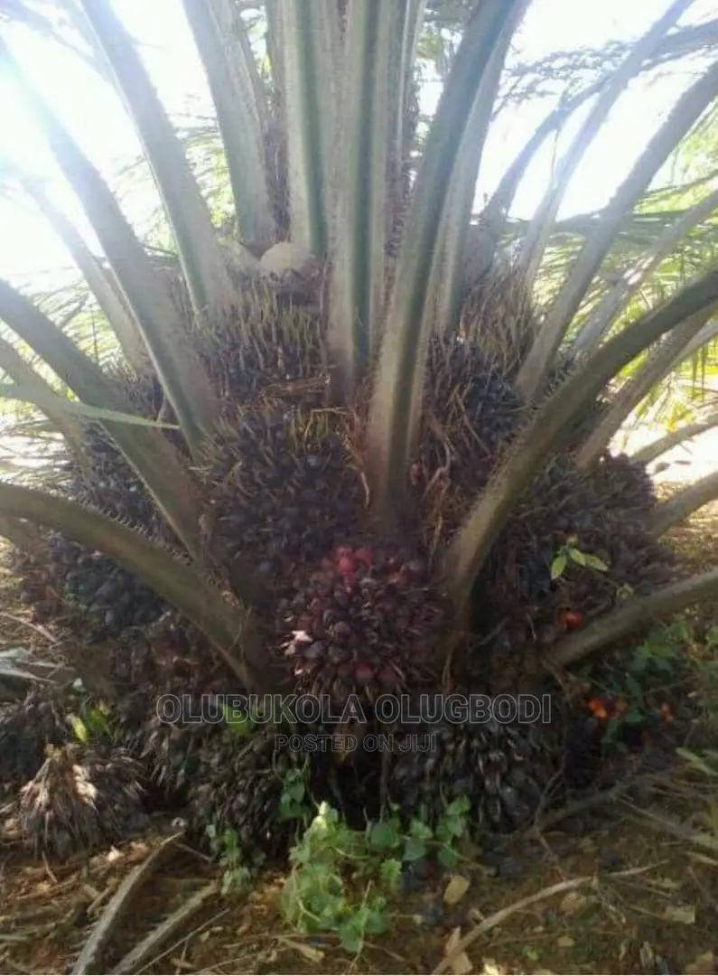 Tenera Oilpalm Seedlings
