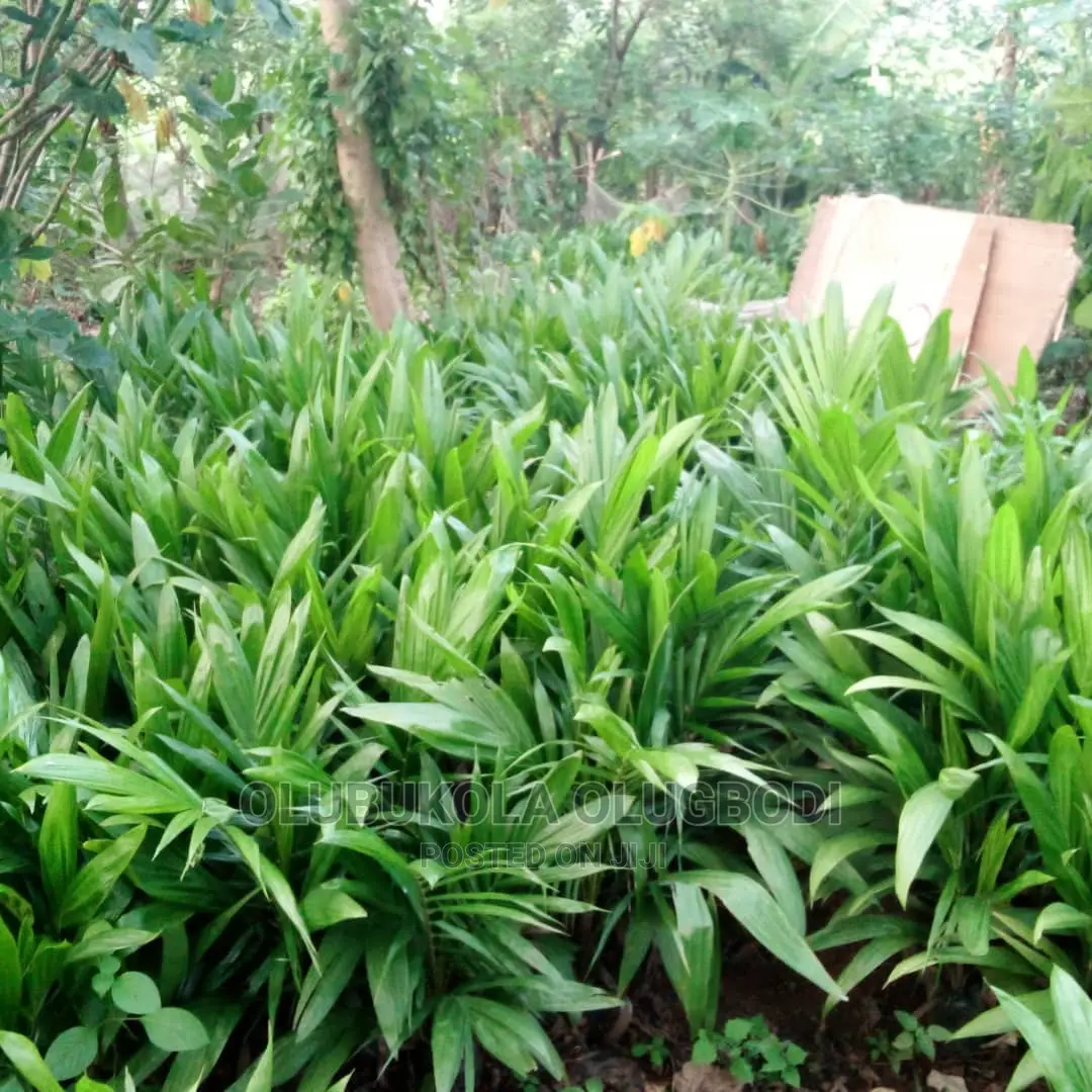 Tenera Oilpalm Seedlings
