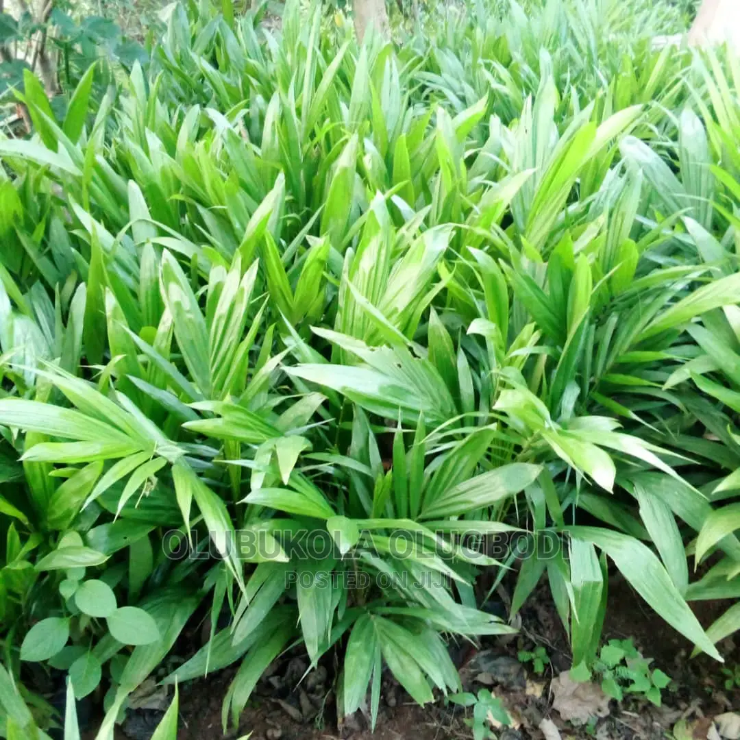 Tenera Oilpalm Seedlings