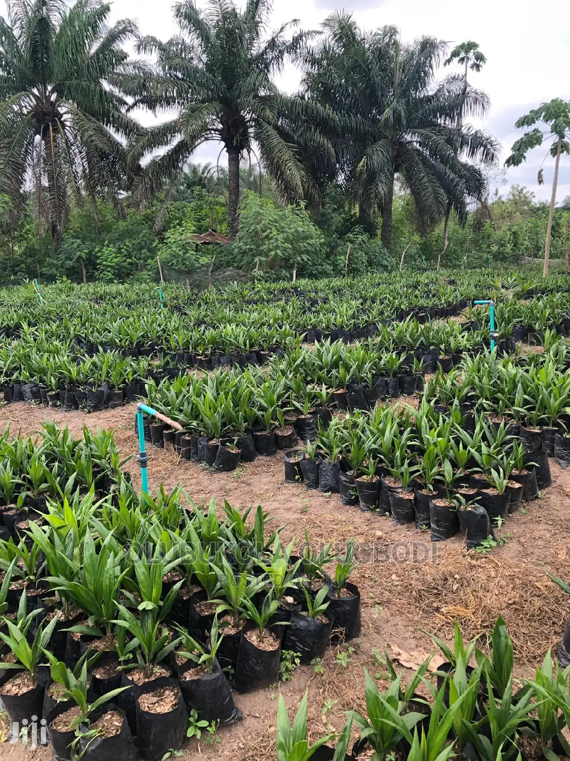 Tenera Oilpalm Seedlings