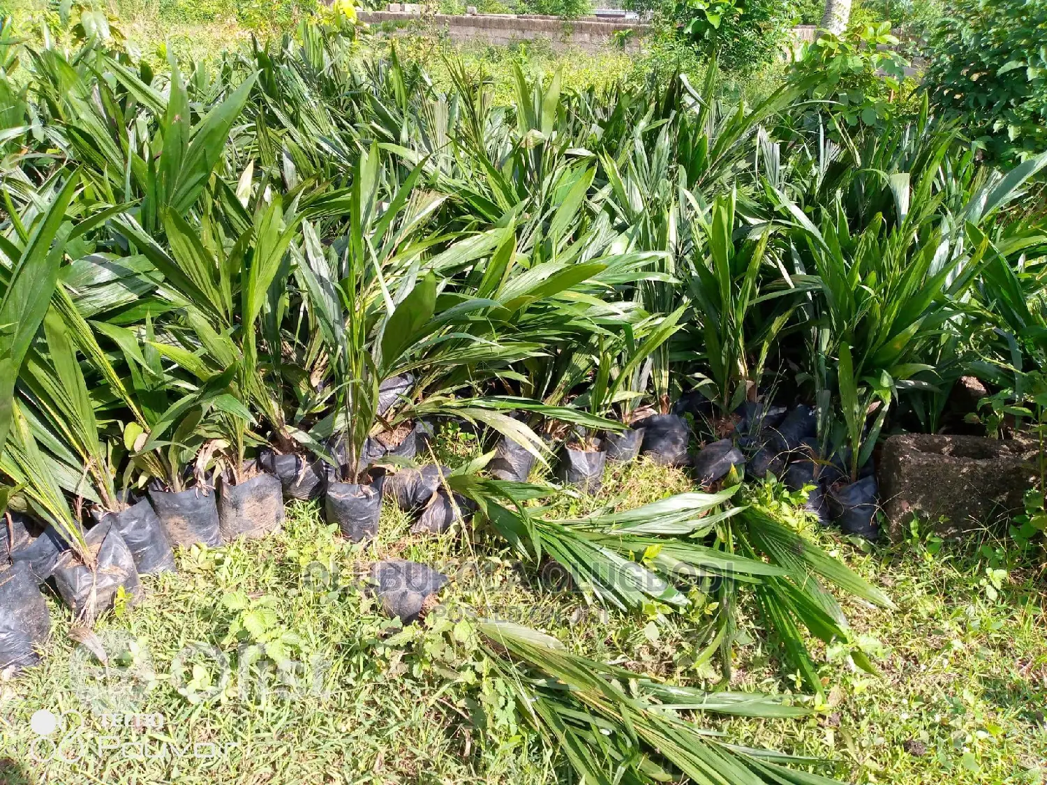 Tenera Oilpalm Seedlings