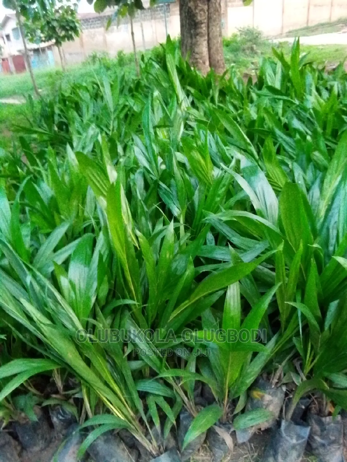 Tenera Oilpalm Seedlings
