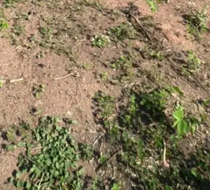 Land for Sale at Iju Rd