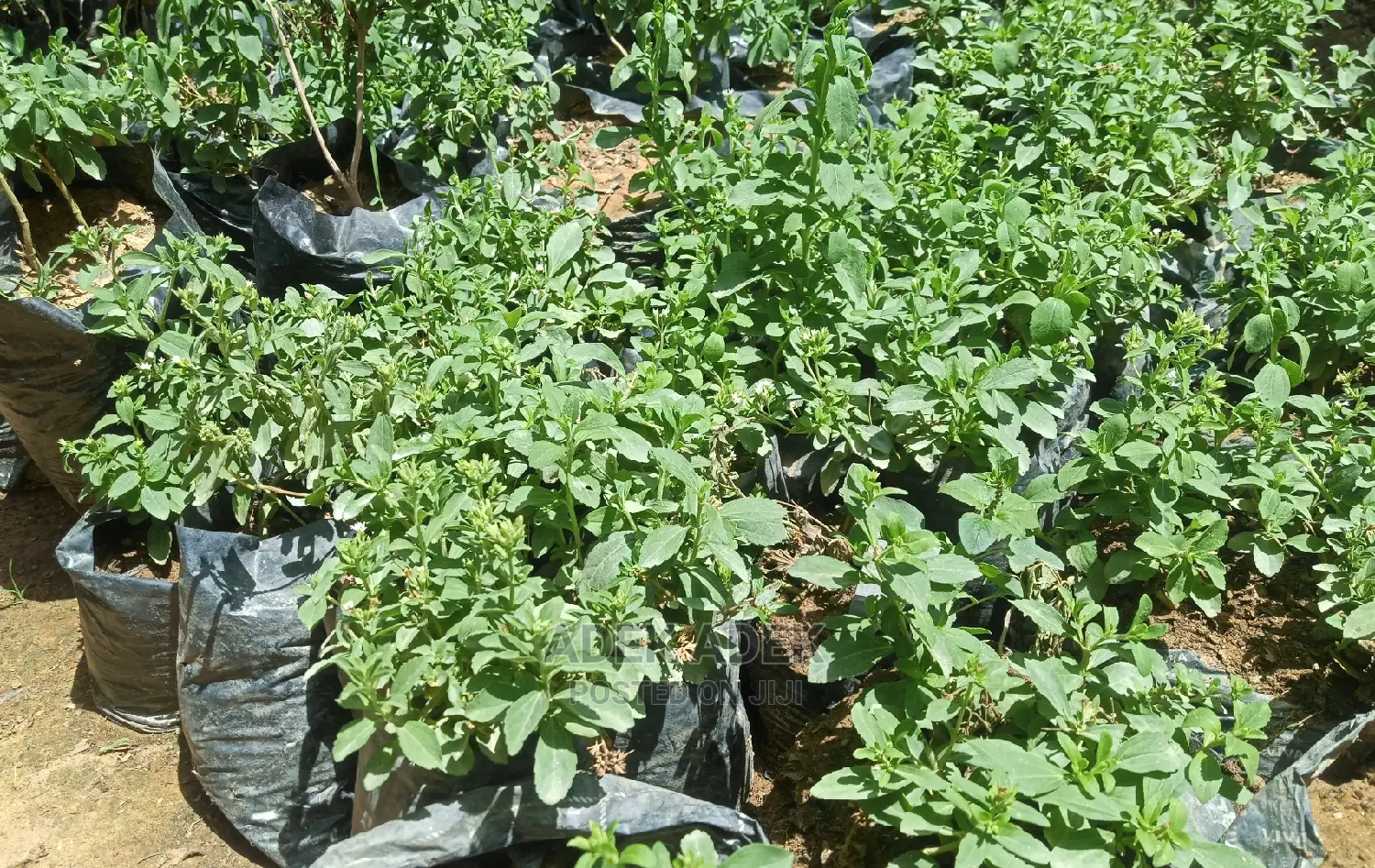 Stevia Plants Available in Quantity
