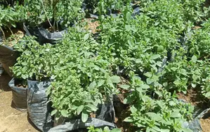 Stevia Plants Available in Quantity