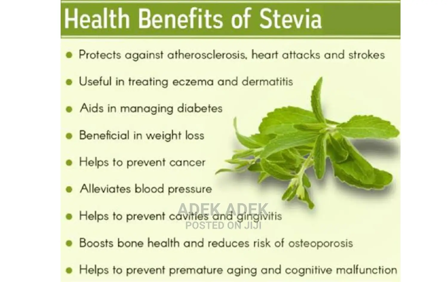 Stevia Plants Available in Quantity
