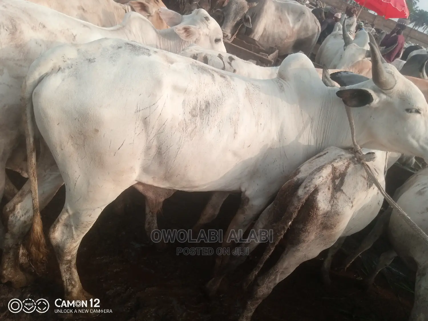 Cows For Sale