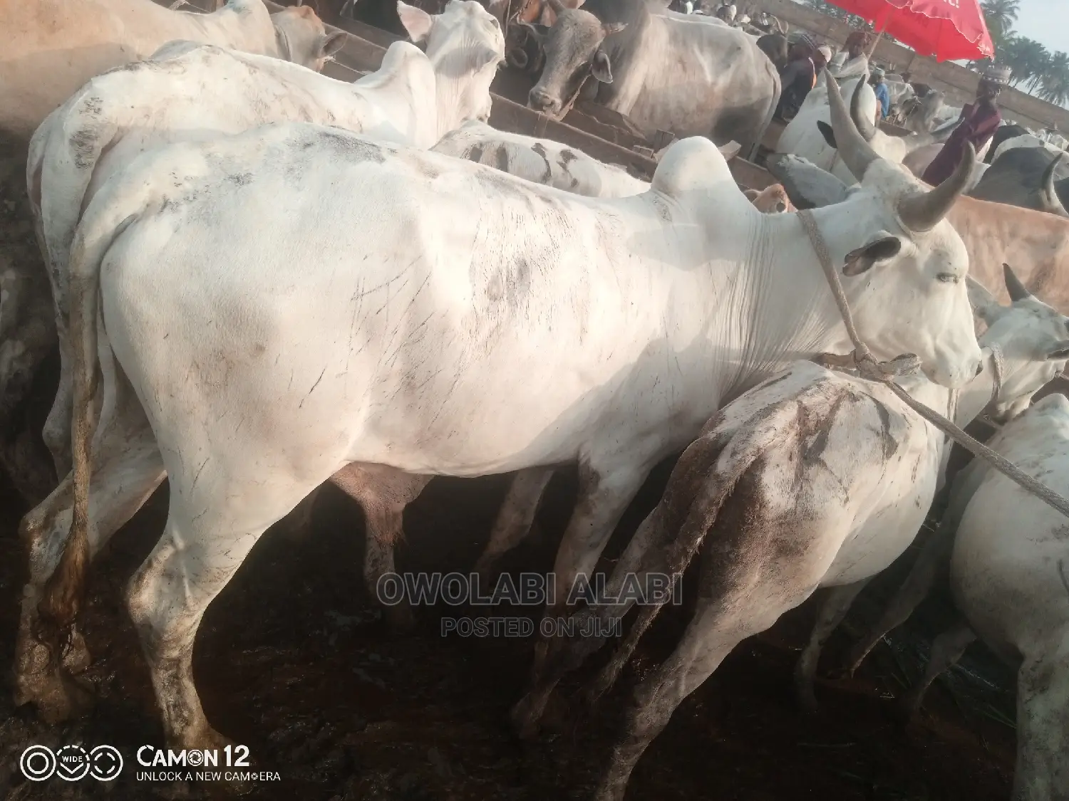 Cows For Sale