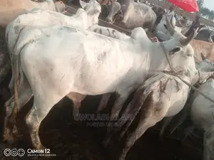 Cows For Sale