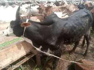 Cows For Sale