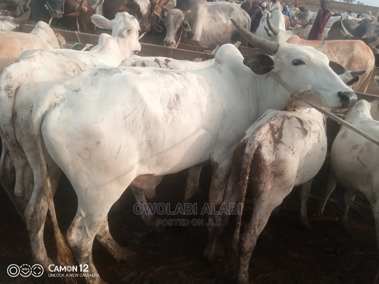 Cows For Sale