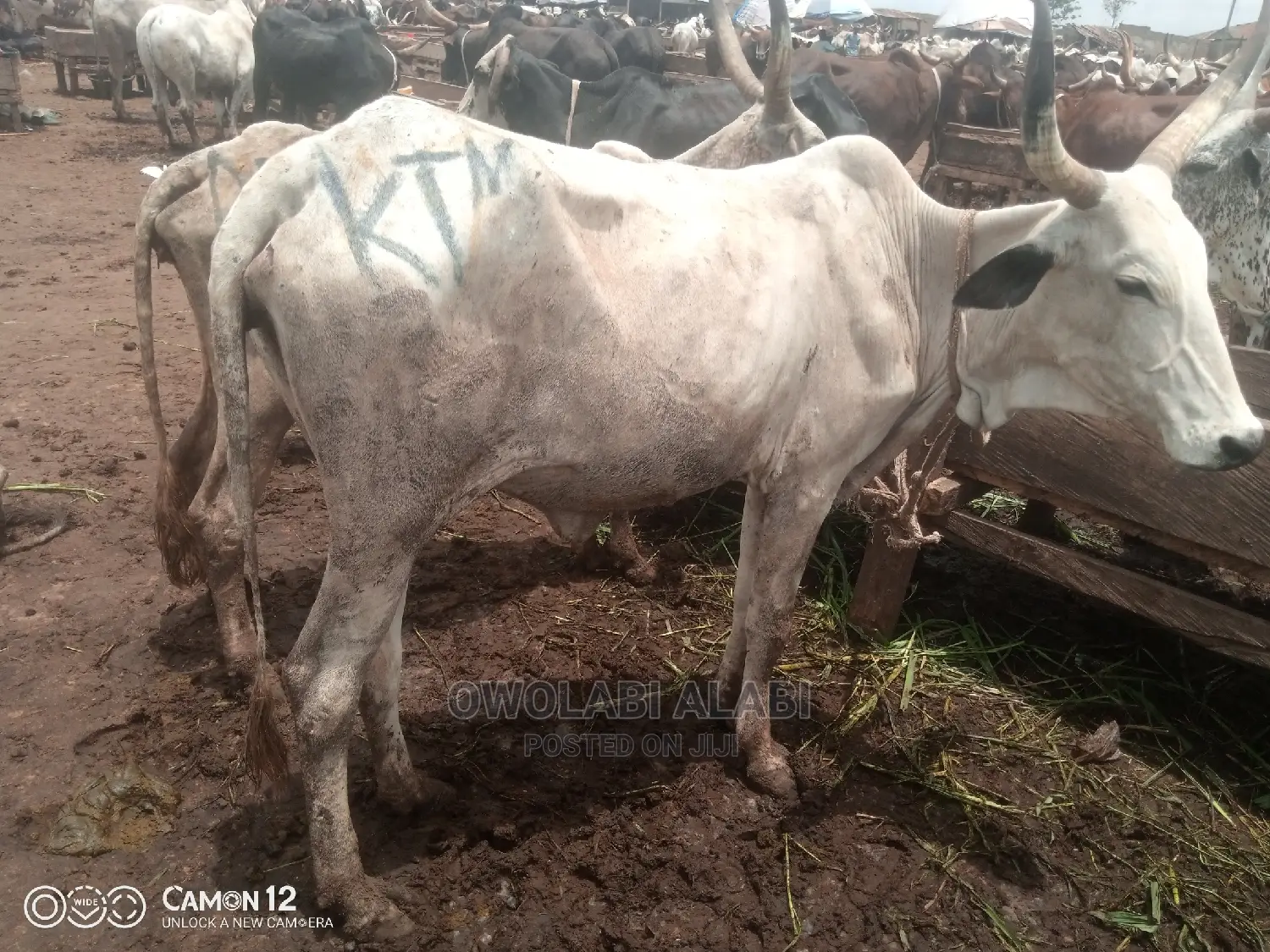Cows For Sale