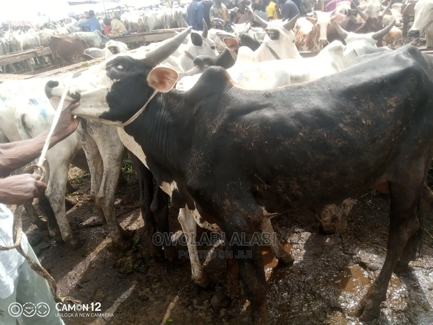 Cows For Sale