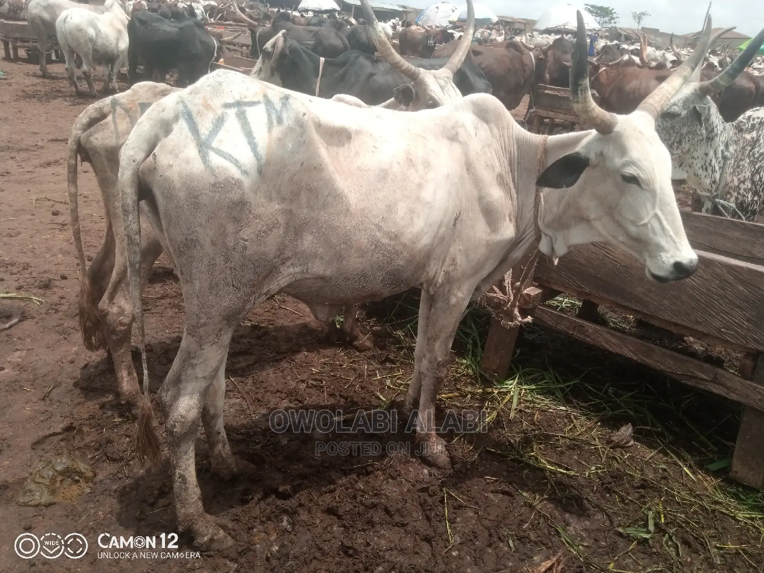 Cows For Sale