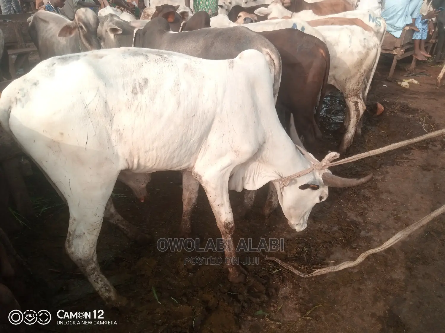 Cows For Sale