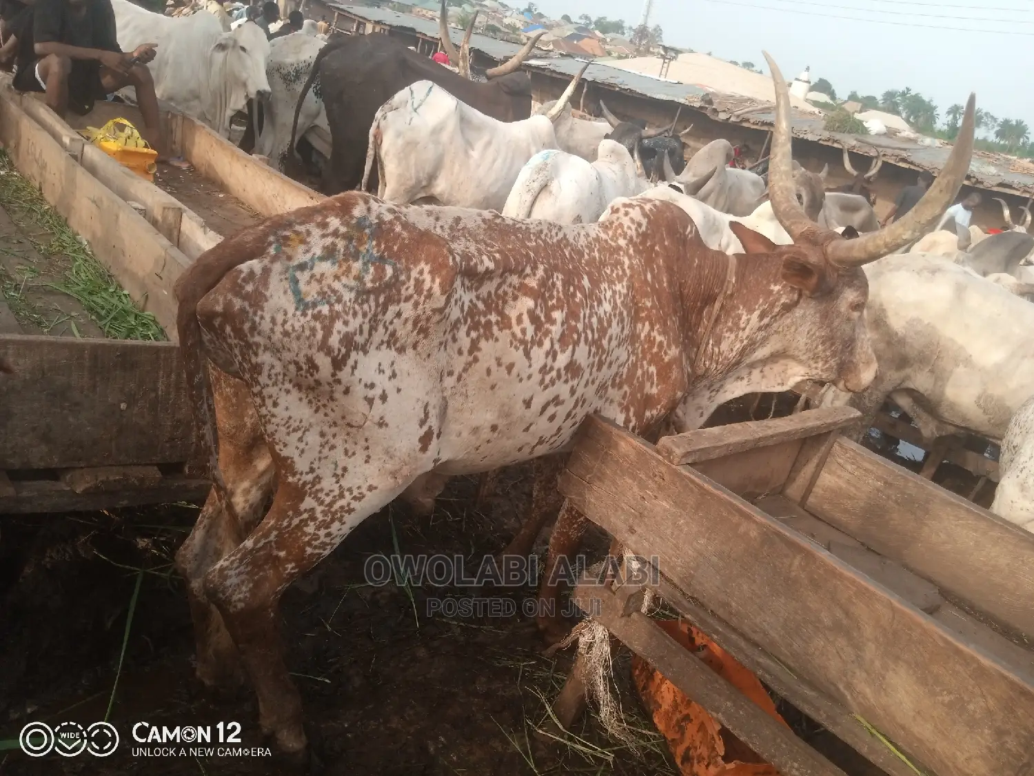 Cows For Sale