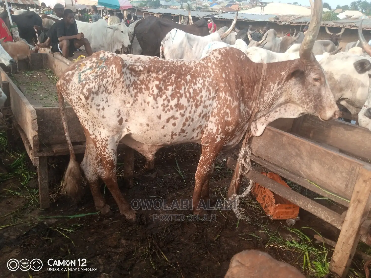 Cows For Sale
