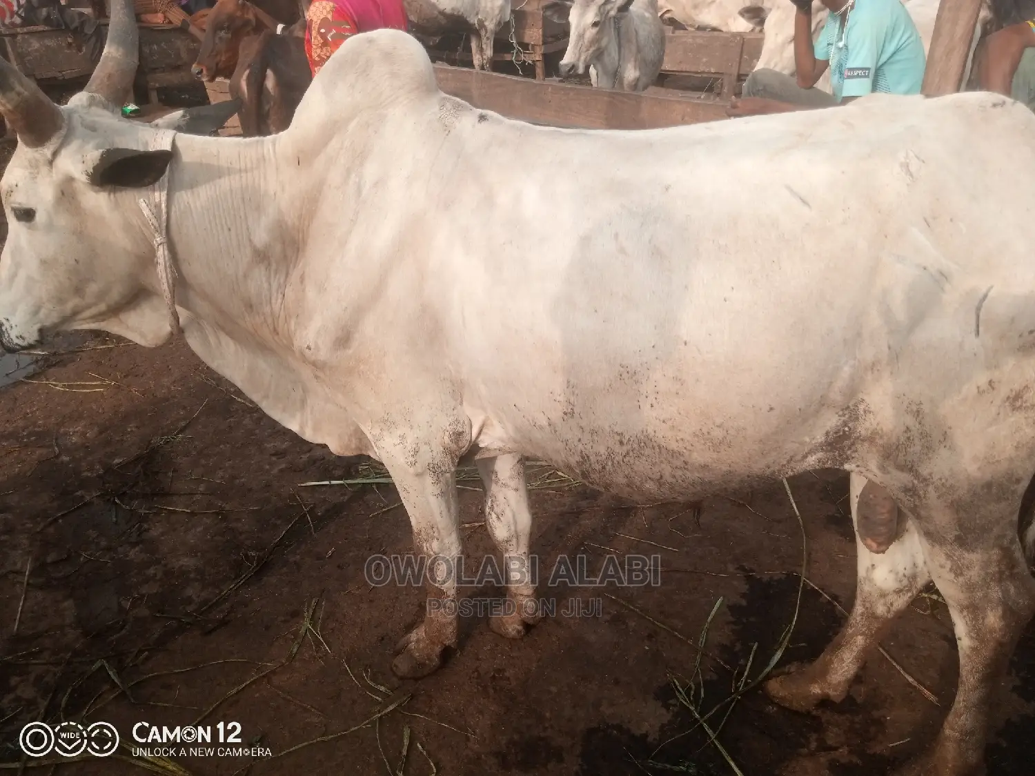 Cows For Sale