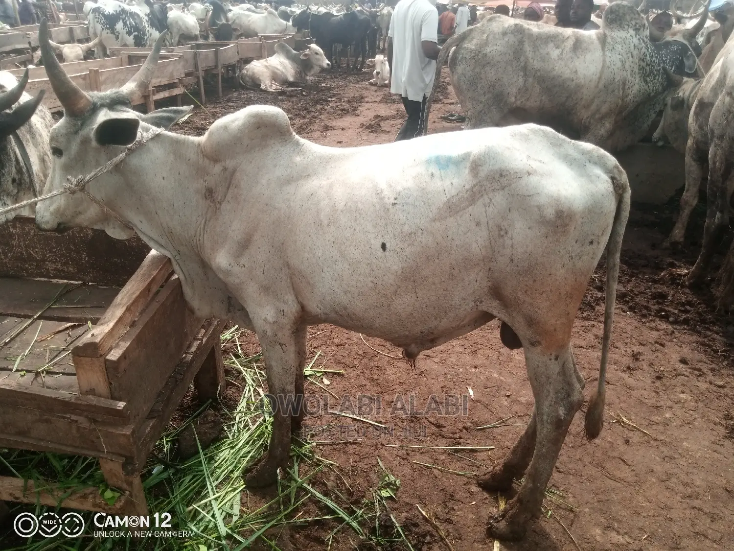 Cows For Sale