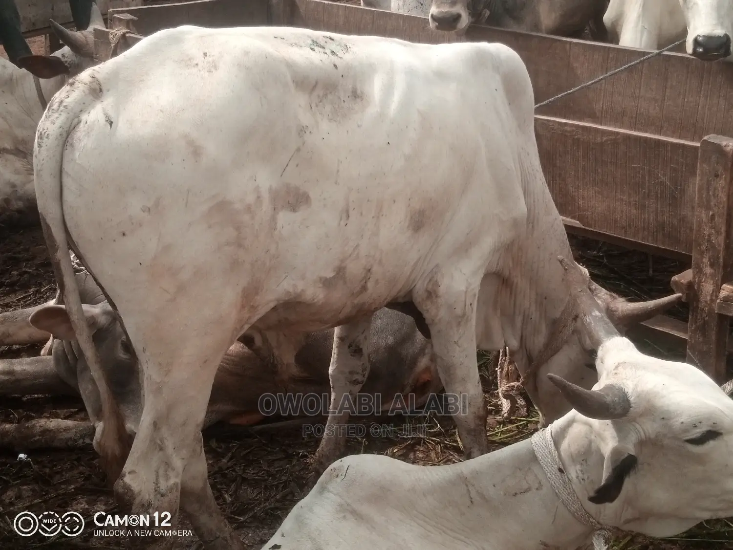 Cows For Sale
